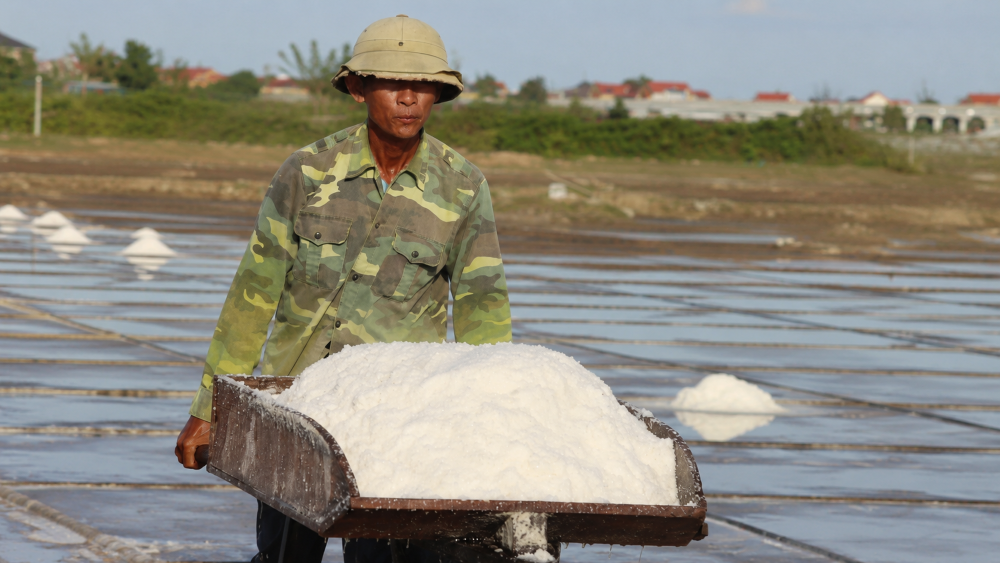 Nghề làm muối giữa nắng gắt vẫn bền bỉ mưu sinh, diêm dân kỳ vọng vụ muối thuận lợi sau thời gian sản lượng bấp bênh.