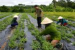 Hội Nông dân Nghệ An làm cầu nối liên kết bốn nhà phát triển dược liệu