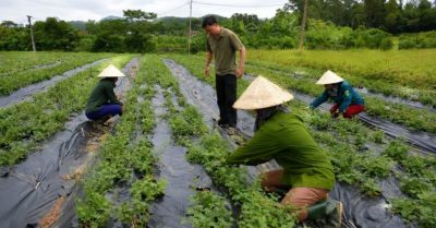 Hội Nông dân Nghệ An làm cầu nối liên kết bốn nhà phát triển dược liệu
