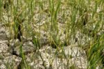 Gần 1.300ha lúa hè thu ở Nghệ An thiếu nước, nhiều diện tích bỏ hoang