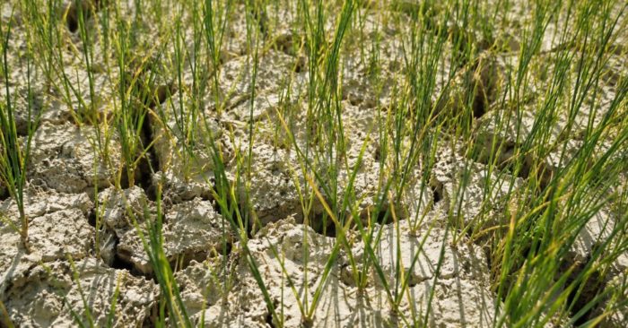 Gần 1.300ha lúa hè thu ở Nghệ An thiếu nước, nhiều diện tích bỏ hoang