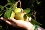 Nông dân Lộc Bình thu hàng trăm triệu đồng mỗi năm nhờ ươm giống cây sở