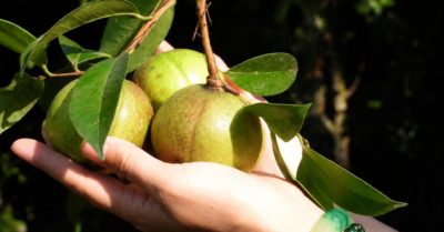 Nông dân Lộc Bình thu hàng trăm triệu đồng mỗi năm nhờ ươm giống cây sở