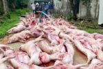 Sét đánh mất điện, hơn 550 con lợn chết ngạt tại Bắc Ninh