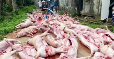 Sét đánh mất điện, hơn 550 con lợn chết ngạt tại Bắc Ninh