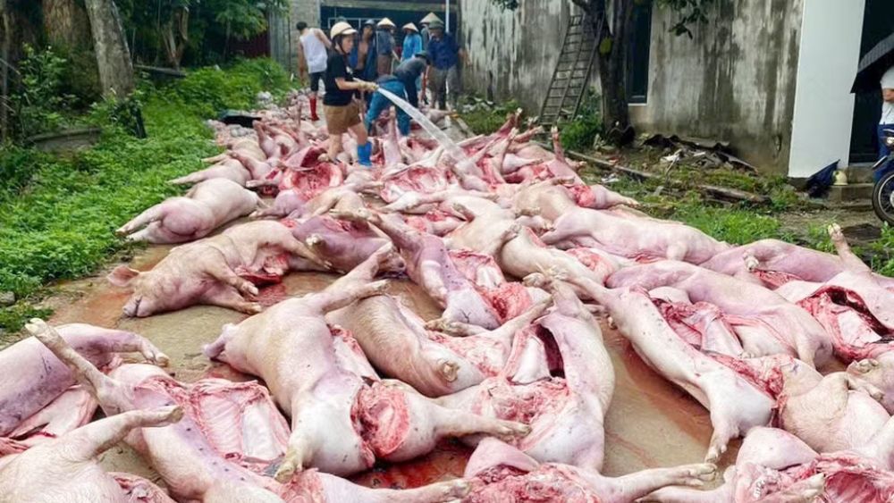 Sét gây mất điện khiến hơn 550 con lợn chết ngạt, trang trại thiệt hại khoảng 5,5 tỷ đồng. Xem diễn biến vụ việc và nguyên nhân.