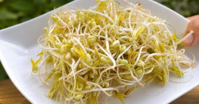Giá đỗ bữa sáng và những tác động được khoa học ghi nhận