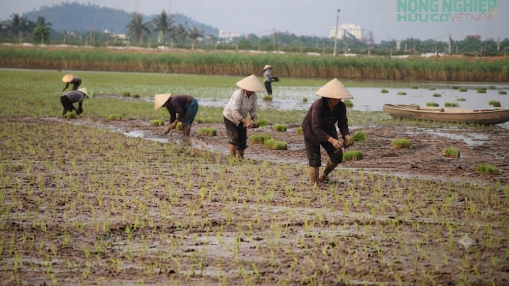 Khám phá hành trình 10 năm đầy thử thách của nông dân Hải Phòng để đưa hạt gạo ruộng rươi đạt chứng nhận hữu cơ quốc tế, vươn ra thị trường thế giới