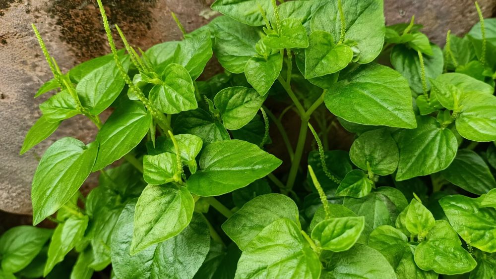 Rau càng cua được nhiều nước ưa chuộng nhờ giàu dưỡng chất, chứa hợp chất có tiềm năng hỗ trợ chống ung thư và hạ đường huyết.
