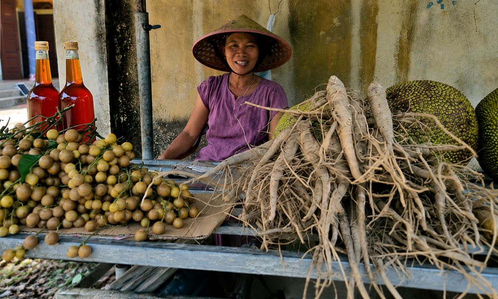 Sâm Báo giúp nhiều hộ dân Thanh Hóa tăng thu nhập nhờ dễ trồng, không tốn tiền giống và có đầu ra ổn định.