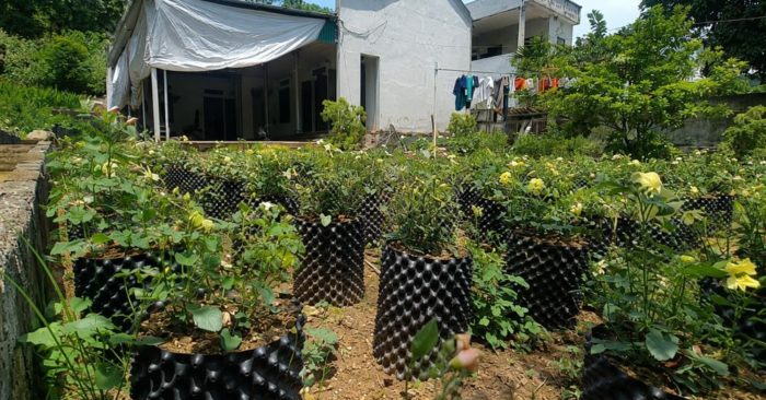 Sâm Báo giúp nhiều hộ dân Thanh Hóa tăng thu nhập mà không tốn tiền giống, mở ra hướng phát triển kinh tế từ cây dược liệu.