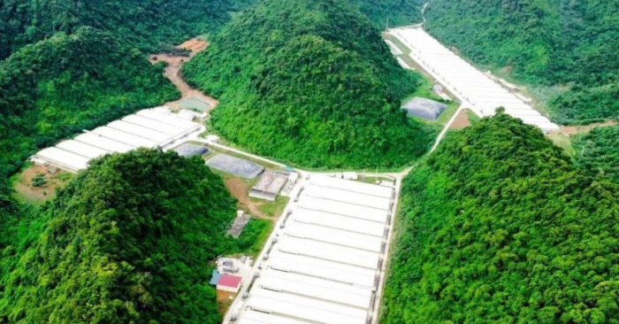 Ba công nhân tử vong do tai nạn lao động tại trang trại lợn Dabaco ở Thanh Hóa, cơ quan chức năng đang điều tra nguyên nhân vụ việc.
