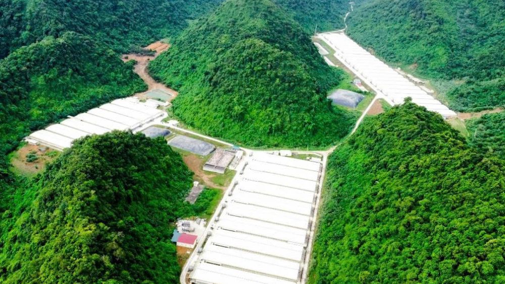 Ba công nhân tử vong do tai nạn lao động tại trang trại lợn Dabaco ở Thanh Hóa, cơ quan chức năng đang điều tra nguyên nhân vụ việc.