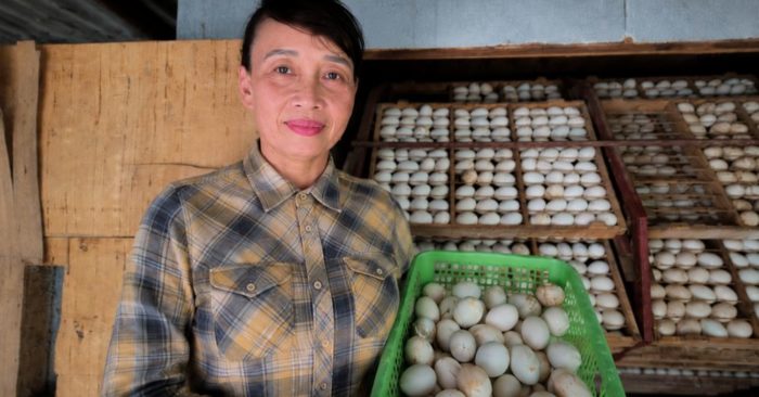 Hơn 20 năm gắn bó nghề ấp trứng lộn, vợ chồng nông dân bền bỉ vượt khó, xây dựng kinh tế gia đình và trở thành triệu phú.