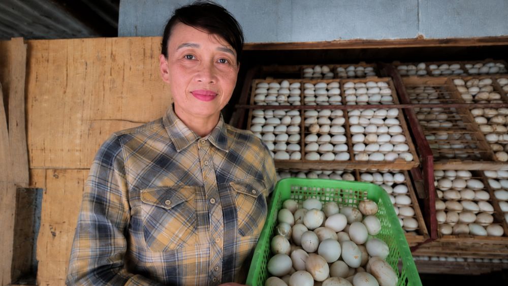 Hơn 20 năm gắn bó nghề ấp trứng lộn, vợ chồng nông dân bền bỉ vượt khó, xây dựng kinh tế gia đình và trở thành triệu phú.
