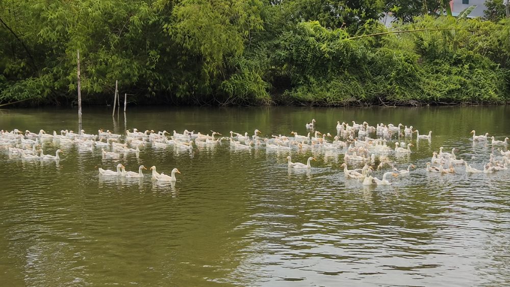 Vợ chồng nông dân bền bỉ hơn 20 năm trên vùng đất khó, phát triển mô hình chăn nuôi hiệu quả và vươn lên thành triệu phú.