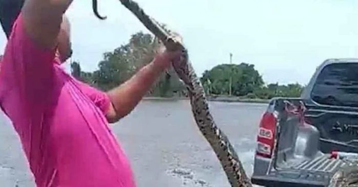 ài xế bất ngờ phát hiện con trăn bám trên cửa kính ô tô khi đang lái xe. Xem diễn biến khiến nhiều người nổi da gà.