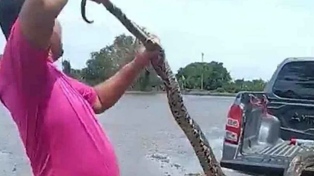 ài xế bất ngờ phát hiện con trăn bám trên cửa kính ô tô khi đang lái xe. Xem diễn biến khiến nhiều người nổi da gà.