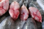 Cá kiếm, cá mập nằm trong nhóm chứa thủy ngân cao nhất cần cân nhắc