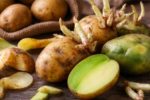 Khoai tây mọc mầm khiến một gia đình bốn người nhập viện trong đó 1 người tử vong