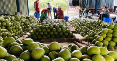 Thái Lan tăng giá bưởi vàng xuất khẩu khi nắng nóng làm sản lượng