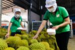 Ấn Độ mở cửa sầu riêng Việt Nam, không kèm điều kiện đặc biệt