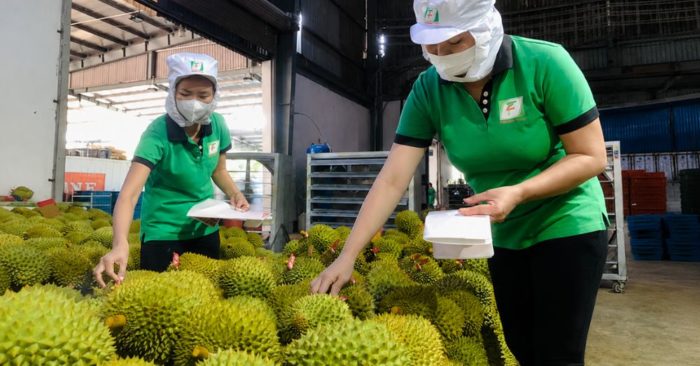 Ấn Độ chính thức mở cửa cho sầu riêng Việt Nam, mở ra cơ hội mở rộng xuất khẩu và thúc đẩy tăng trưởng ngành hàng tỷ USD.