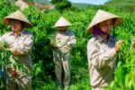 Nghệ An: Nông sản hàng hóa mở lối cho đồng bào miền núi vươn lên thoát nghèo
