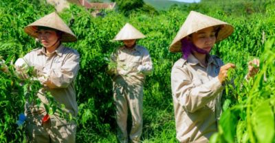 Nghệ An: Nông sản hàng hóa mở lối cho đồng bào miền núi vươn lên thoát nghèo
