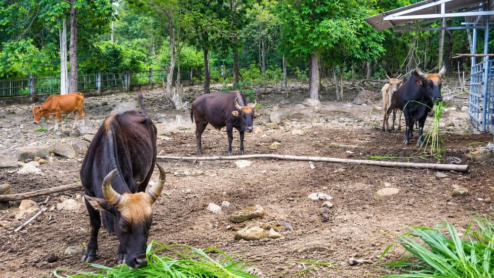 Khám phá đàn bò tót lai tại Vườn quốc gia Núi Chúa - Phước Bình và hành trình bảo tồn nguồn gen quý giữa rừng khô hạn.