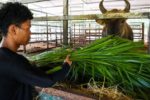 Đàn bò tót lai Núi Chúa đối mặt bài toán duy trì nguồn gene quý hiếm