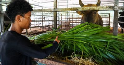 Đàn bò tót lai Núi Chúa đối mặt bài toán duy trì nguồn gene quý hiếm