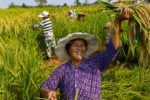 Lúa cao gần hai mét trở thành hướng đi mới cho an ninh lương thực