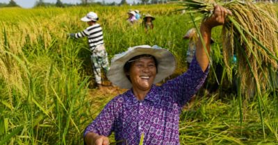Lúa cao gần hai mét trở thành hướng đi mới cho an ninh lương thực