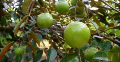 Vì sao cây vú sữa vẫn được nhiều gia đình trồng trước nhà?