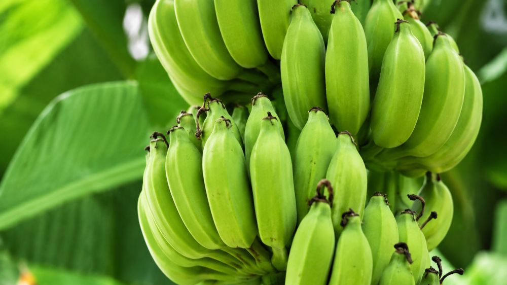 Chuối xanh giàu tinh bột kháng, chất xơ và một số dưỡng chất, có thể hỗ trợ tiêu hóa và chế độ ăn cân đối khi dùng hợp lý.