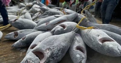 Cá ngừ Việt Nam sang Mỹ tăng hơn 80%, nỗi lo thuế mới