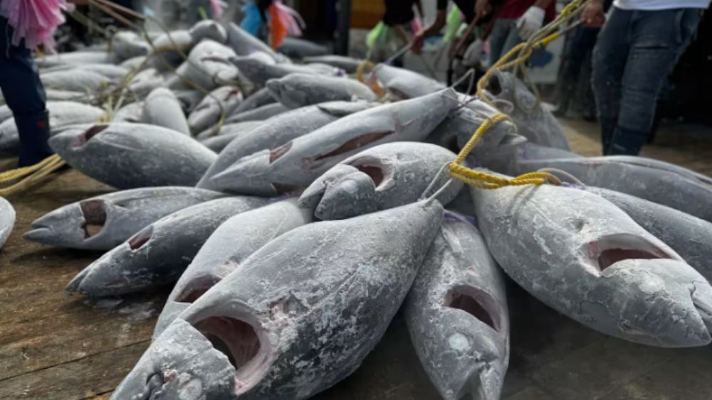 Xuất khẩu cá ngừ Việt Nam sang Mỹ tăng hơn 80% trong tháng 7, đạt 37,6 triệu USD, mở ra tín hiệu tích cực cho ngành thủy sản.