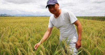 Trên cánh đồng 22ha, người trẻ Quảng Trị tìm lại mùa lúa