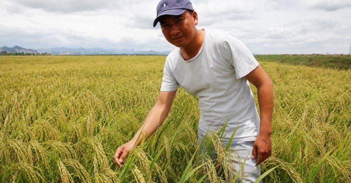 Anh Trần Văn Khánh gom đất trồng lúa, hình thành cánh đồng 22 ha và đạt doanh thu hơn 1,6 tỷ đồng mỗi năm. Xem mô hình hiệu quả này.