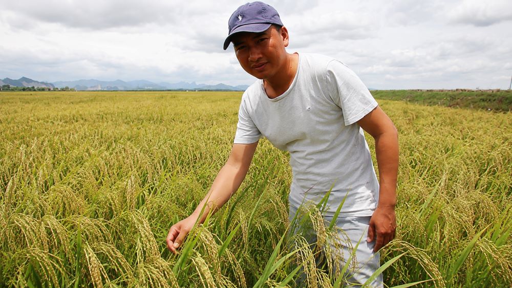 Anh Trần Văn Khánh gom đất trồng lúa, hình thành cánh đồng 22 ha và đạt doanh thu hơn 1,6 tỷ đồng mỗi năm. Xem mô hình hiệu quả này.