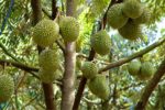 Sầu riêng hướng tới 4 tỷ USD nhưng thị phần còn cách xa Thái Lan