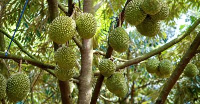 Sầu riêng hướng tới 4 tỷ USD nhưng thị phần còn cách xa Thái Lan