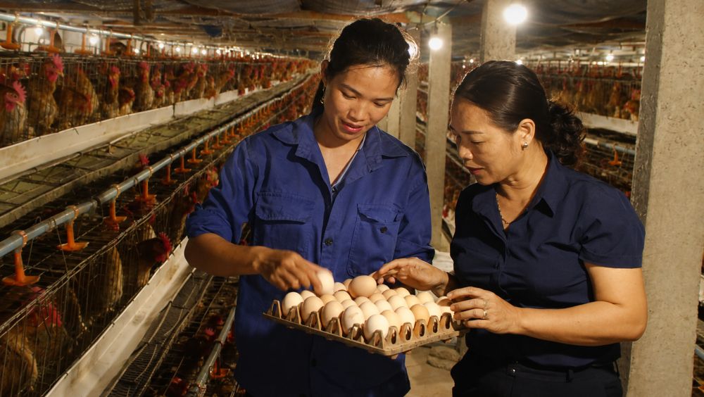 Đổi mới đầu tư, phát triển mô hình kinh tế năng suất cao là hướng đi quan trọng để tạo động lực cho vùng đồng bào dân tộc thiểu số.