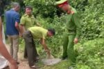 Rắn hổ trâu dài 3m bất ngờ bò vào nhà dân ở Nghệ An