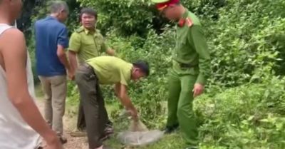 Rắn hổ trâu dài 3m bất ngờ bò vào nhà dân ở Nghệ An