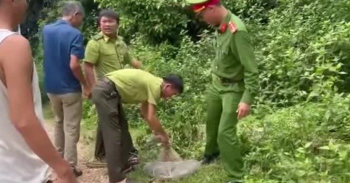 Rắn hổ trâu dài 3m bất ngờ bò vào nhà dân ở Nghệ An