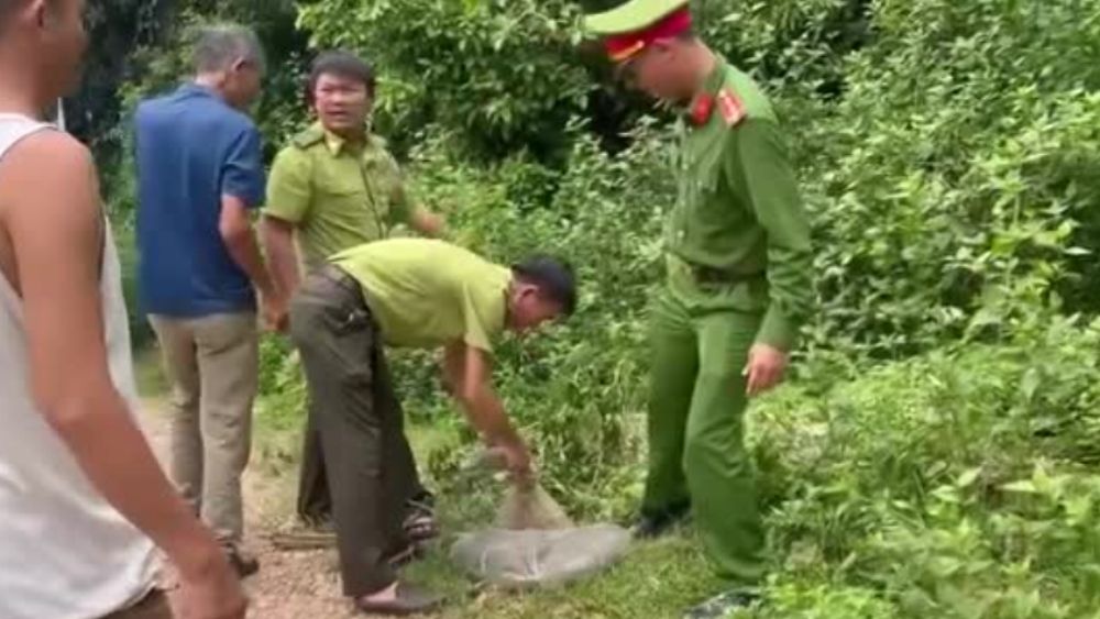 Rắn dài 3m, nặng 4,2kg bất ngờ xuất hiện tại nhà dân ở Nghệ An và được gia đình tự nguyện bàn giao cho lực lượng chức năng.