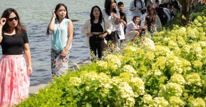 Nắng gắt vẫn không ngăn dòng người check-in hoa cẩm tú cầu hồ Gươm
