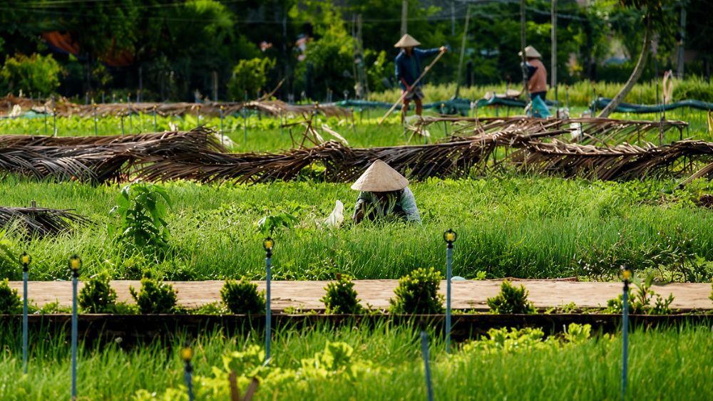 Làng rau Trà Quế hơn 400 năm tuổi được vinh danh là Làng du lịch tốt nhất thế giới, hút khách quốc tế trải nghiệm làm nông.